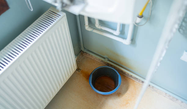 Best Mold removal after water damage  in Willcox, AZ