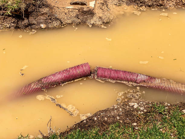 Best Sewage cleanup and water damage restoration  in Willcox, AZ